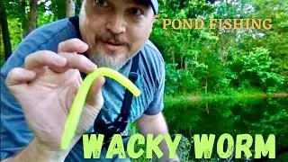 Fishing with neon green, Senko wacky worm in Private Bass pond