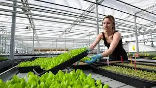 Lufa Farms