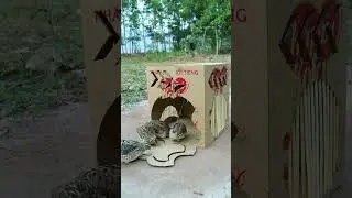 Creative DIY Trap Technique - Best Unique Underground Bird Trap #shorts