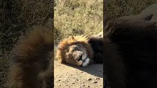 It&rsquo;s a Sleeping Lion 🦁 #nature #amazing #animals