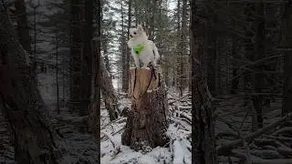 site supervisor 🥰🌲🌳⛓️🐕 @CoyoteDefenceSimulation #lumberjack #forest #littledog #pomeranian