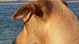 Passeio matinal em Porto de Galinhas com meu cachorro caramelo #passeio #dog #caramelo