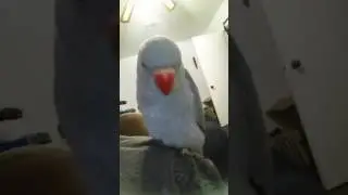 Day 2 of bird training, finally got a kiss!