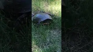 We got a Mascot!!!