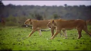 Lioness roaming // copyright free video// lion background video