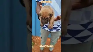 Quality kombai dogs puppys for sale tamil madurai tenkasi coimbatore salem karur namakkal nagercoil