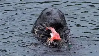 Grey Seal eats Red gurnard - Newlyn Cornwall (Halichoerus grypus)