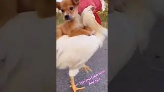 Hund reitet auf Huhn! 🐶🐓 #dog #chicken #hund #huhn #funnyvideos #tiervideos #tiere #animals #fun