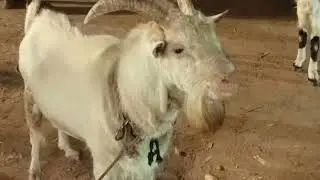 Big size sanen goat breed bakra Lucknow Bakra Mandi