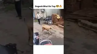 Dogesh Bhai On Top 😎🔥 #shorts #trending #memes #funny #ytshorts