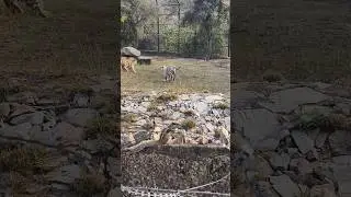 White tiger || nahargarh biological park || lion safari || jaipur zoo