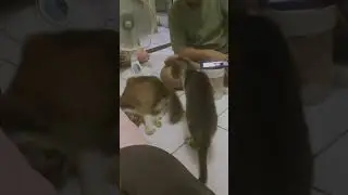 Usil #cute #feedshorts  #subscribe #viral