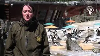 How many eggs to gentoo penguins lay? - RZSS Edinburgh Zoo