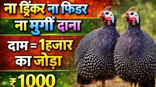 ना फीड ना फार्म 1हजार का जोड़ा  |  Guinea Fowl farming | Desi chakor palan
