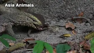 Komodo Dragon Eating Frog |Asia Animals|