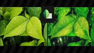 snapseed photo editing best color effect