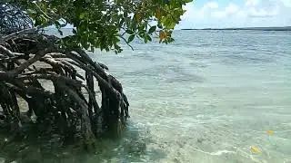 Venezuela Chichiriviche Cayó Muerto 🏝️