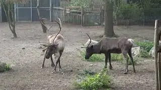 Reindeer with young and playfully challenging with antlers.