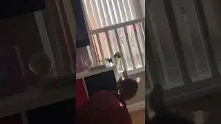 Pet Chaos | Funny And Cute Animal Videos