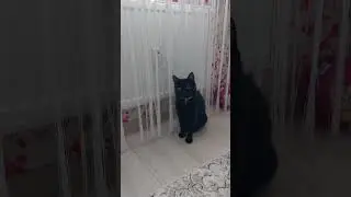 #cat #catlover #kitten #happy #смешные #love #кот #топ #animals #животные
