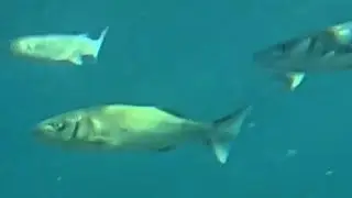 Pescasub: sparatoria di saraghi, orate e spigole in poca acqua con Concetto Felice by Salvimar 