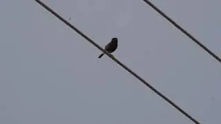 Pied Bushchat Sitting on Electric Wire | Raw Urban Bird Footage from India