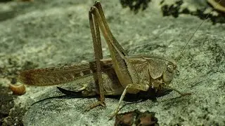 Intermediate Grey Bush Cricket (Platycleis intermedia)