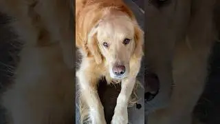 Just a dog 💙#cute #funnyanimal #goldenretriever