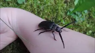Prionus coriarius (tanner or sawyer beetle) on my hand