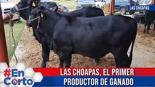 LAS CHOAPAS, EL PRIMER PRODUCTOR DE GANADO #EnCorto #NoticieroDigital #video
