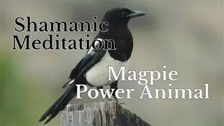 How To Connect With Your Spirit Animal Using Meditation: MAGPIE. Shamanic Meditation