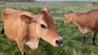 Pasture Release 2022