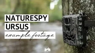 Example Footage | NatureSpy Ursus Trail Camera