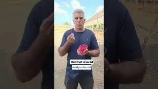 Israeli #raspberries ! Hear all about our breeding program led by Dr. Nir Dai