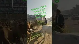 ઉતરાયણ ના દિવસે ગૌમાતા ને ચારો આપવાનું અનેરૂ મહત્વ રહ્યું છે. 🫠🫠 #Deergh
