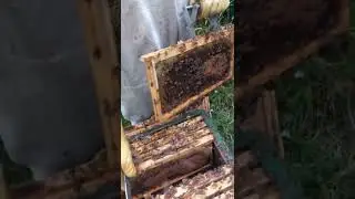 Brood checks and maintenance training.