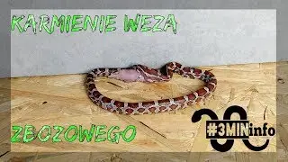WĄŻ ZBOŻOWY KARMIENIE🐍  - Pantherophis guttatus  #3mininfo