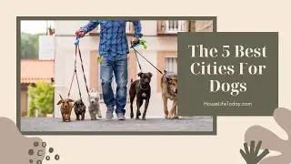 The 5 Best Cities For Dogs