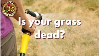 How to know if your grass is dead (in September/October) following a drought.