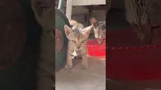 Kittens | cute cats #cutecatshorts #catvideos