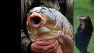 s&aelig;l