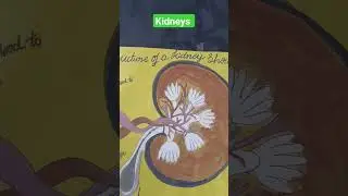 #kidney system #activity #demonstration #youtube #shorts #education