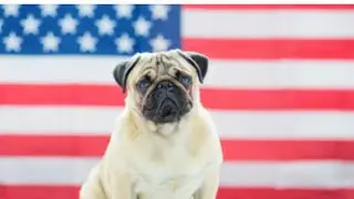 Americans Adopted Millions of Dogs || USA Dog Breed #cutedog #cute #american #usanewstoday Dod Breed
