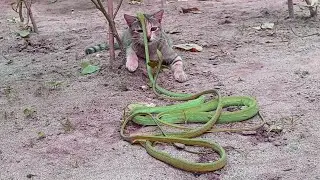 MENANTANG MAUT‼️KUCING MENANGKAP DUA ULAR PENGHUNI KEBUN CABE 