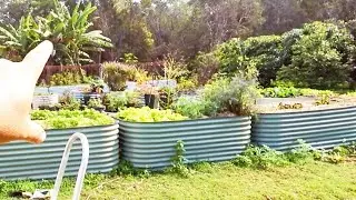 Self Sufficient Me Garden Tour | Vegetables Growing in Winter