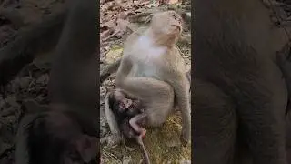 Gorgeous adorable lovely wild baby monkey Avery attractive #shorts #shortsfeed #shortvideo