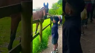 Off to school adventure 🐴 #horse #farmlife #animals  #joyfulinteraction