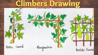 Climbers drawing ll how to draw climbers ll grapevine, bitter gourd, bottle gourd drawing ll