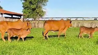 VACAS SINDI PC - A VENDA - Paridas de macho PO