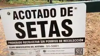 TUS CESTAS PARA SETAS